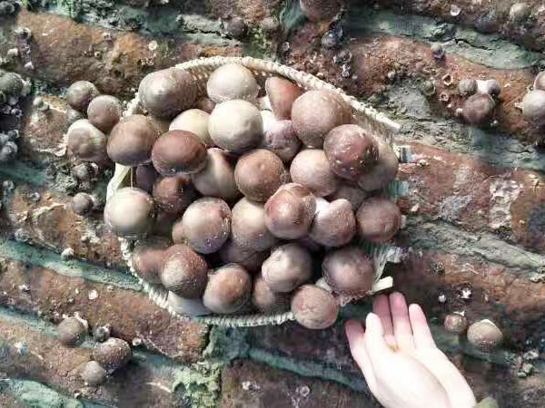 香菇