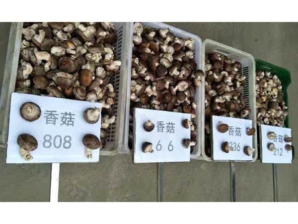 香菇