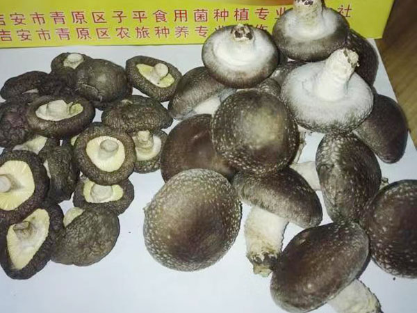 香菇